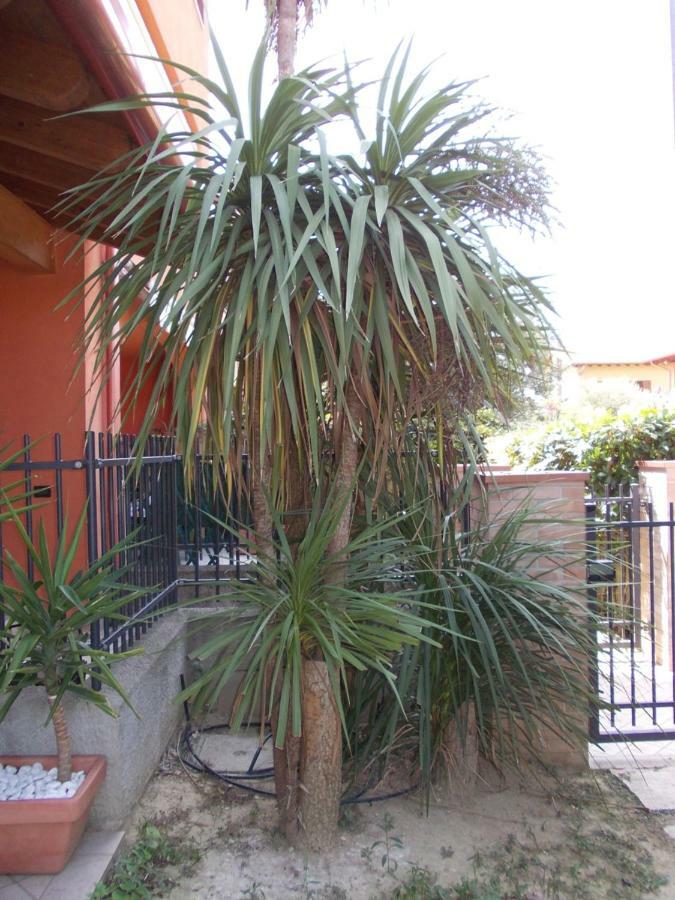 Alessandria Residence Desenzano del Garda Exterior foto